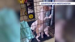SPCA Westchester takes in record-breaking number of animals in one day News Clip