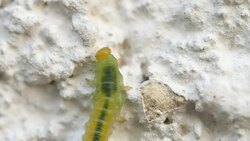 The Birch sawfly larva crawling on the pavement Stock Footage