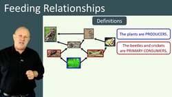 Feeding Relationships and Predator-Prey Cycles in Ecosystems Instructional Video