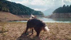 I WONDER - How Many Dogs Did George Washington Have? Instructional Video