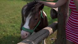 Animal Life: All About Horses Instructional Video