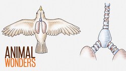 Why and How Parrots Talk Instructional Video