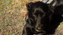 Why Dogs Make Great Friends Instructional Video