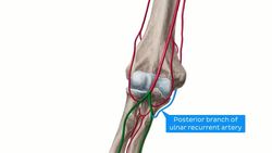 Neurovasculature of the shoulder and arm Instructional Video
