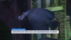 Discovering a new world at American Dream's Sea Life Aquarium News Clip