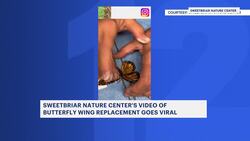 Long Island nature center saves monarch butterfly in viral wing transplant video News Clip