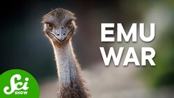 Humans Lost The Emu War Instructional Video