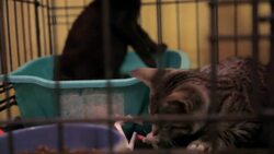 How to Litter Box Train Your Cat Instructional Video