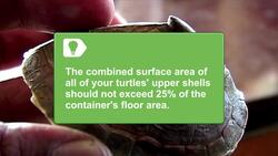 How to Take Care of Water Turtles Instructional Video