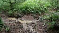 small stream in deciduous forest in Northern Thailand Stock Footage