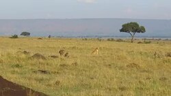 cheetahs hunting in savanna at africa Stock Footage