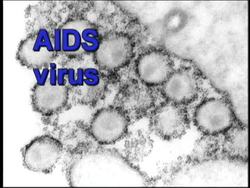Viruses and Monerans: Human Viruses Instructional Video
