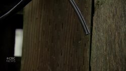 #TheMoment residents fought with light-stealing squirrels ... and lost News Clip