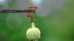 Bugs: Crawling through the World of Insects Instructional Video