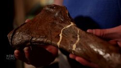 Sask. researchers discover how Scotty the T. Rex may have healed from injuries Instructional Video