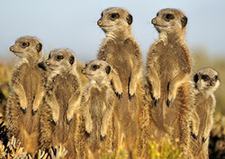 Vertebrates and invertebrates Instructional Video