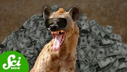 Animals Have Nepo Babies Too Instructional Video