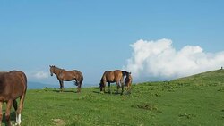 Herd of horses on grassland. Very long shot. Carpathians mountain pasture at summer. Horses grazing and walking on green hill. Blue sky covered with white cumulus. Blurred background Stock Footage