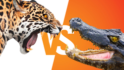Jaguar vs Caiman - Ultimate Showdown! Instructional Video