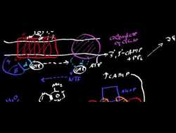 G Proteins 2 Termination of Response Instructional Video