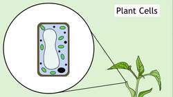 Intro To Cells: Animals & Plants Instructional Video