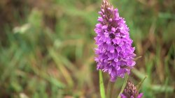 Brave decision not to rebuild as storms and floods wrecked farmland paid off for nature News Clip