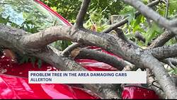 Allerton resident asks city for help with a 'problem pin oak' tree in her neighborhood News Clip