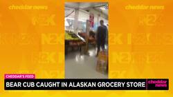 Bear Cub Caught in Alaska Grocery Store News Clip