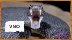 How Do Snakes Smell With Their Tongues? | Amazing Animal Senses! | SciShow Kids Instructional Video