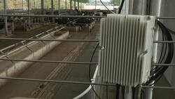 British cows moo-ve into new tech with 5G collars News Clip