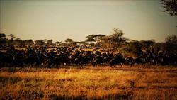 The Wildebeest: Life and Behaviors on the Great Plains of Africa Instructional Video