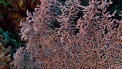 Animal Alphabet: S is for Seahorse Instructional Video