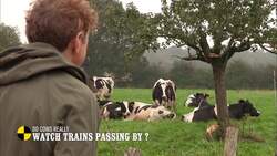 Exploring Bovine Behavior: Do Cows Really Watch Trains? Instructional Video