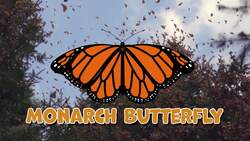I WONDER - Do Butterflies Migrate? Instructional Video
