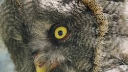 Science Kids: Discovering the World of Owls Instructional Video