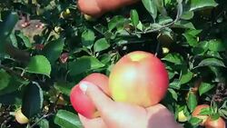 Apple picking in orchard Stock Footage