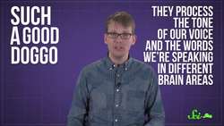 Can Dogs Smell Fear? Instructional Video