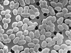 Cells: Types of Cells Instructional Video