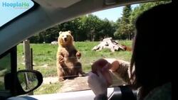 Animals Doing Human Things - Easy To Be Fooled Instructional Video