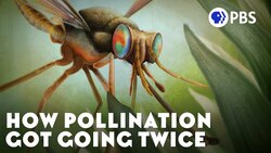 How Pollination Got Going Twice Instructional Video