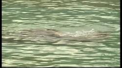 Polar Express Instructional Video