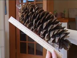 Measuring: Summing Up Instructional Video