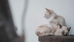 4K close up Young Thailand tabby cat. Two Cute small kitten sitting together on chair. Concept: Nature, Animal, life. Stock Footage