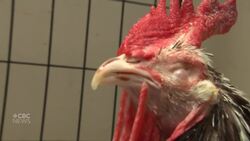 Rescued rooster enjoying new life on farm west of Montreal News Clip