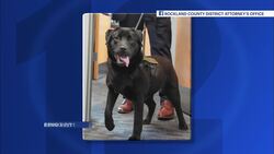 'Man in the Red Bandana' honored through service dog Instructional Video