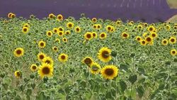 Sunflower field blooming near lavender fields during summer in Valensole plain of Provence France Stock Footage