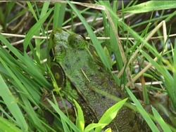What Is an Amphibian?: Video Quiz Instructional Video