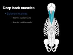 Deep back muscles Instructional Video