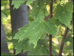 The Biosphere: Summing Up Instructional Video