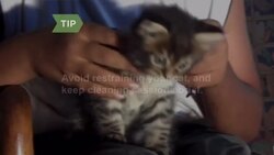 How to Clean Your Cat's Teeth Instructional Video